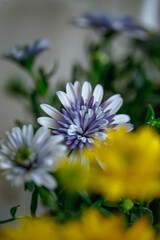 Beautiful clusters of white and yellow flowers displayed in a bright, cheerful arrangement during springtime