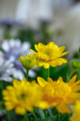 Beautiful clusters of white and yellow flowers displayed in a bright, cheerful arrangement during springtime