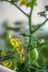 Yellow flowers bloom on a tomato plant with a small green fruit in a home garden during springtime