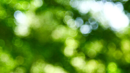 Fototapeta premium Blurred green background in nature in park, blur circles, vintage lens bokeh, bright