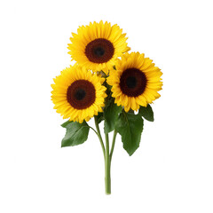 Obraz premium A vibrant bouquet of three sunflowers showcasing their bright yellow petals and rich brown centers, set against a white background, perfect for floral arrangements or seasonal deco