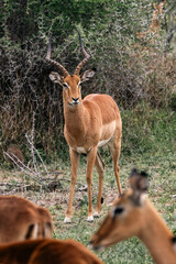 impala male in savanna, African black-footed antelope