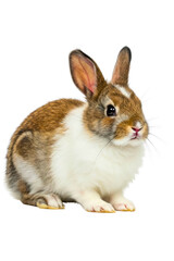 Fototapeta premium Cute domestic rabbit posing in a playful and curious manner isolated on a transparent background