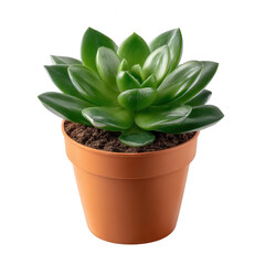 A vibrant succulent plant in a brown terracotta pot. The lush green leaves create a striking contrast against the earthy soil, perfect for adding a touch of nature to any space.