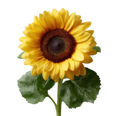 A vibrant sunflower showcasing its golden petals and rich brown center, surrounded by lush green leaves, perfect for nature-themed designs.