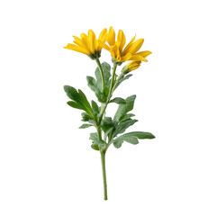 A vibrant yellow flower with green leaves, isolated against a white background, ideal for nature-themed designs and illustrations.
