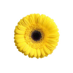 A vibrant yellow gerbera daisy with intricate petal details, showcasing its stunning bloom against a clean background, perfect for floral arrangements and nature-themed projects.