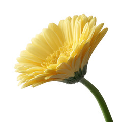 A vibrant yellow gerbera daisy flower showcasing its delicate petals and green stem, perfect for floral arrangements and decorative purposes, isolated on a white background.