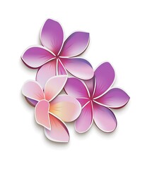 Vector sticker, a simple design of frangipani flowers in purple and pink on a white background