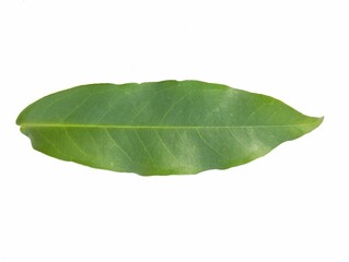Obraz premium Green leaf isolated on white background. Botanical photography for creative design 