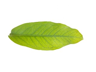 Obraz premium Green leaf isolated on white background. Botanical photography for creative design 