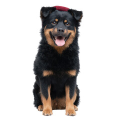 Adorable Rottweiler mix dog sitting with a cheerful expression, showcasing its shiny black and tan fur. Ideal for pet lovers and animal enthusiasts.
