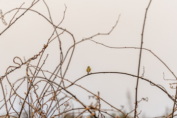 Serinus canaria pertenece a la familia de Fringillidae.