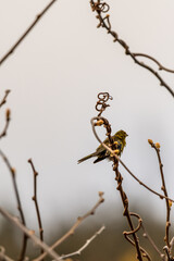 Serinus canaria pertenece a la familia de Fringillidae.