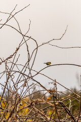 Serinus canaria pertenece a la familia de Fringillidae.