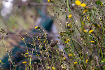 Serinus canaria pertenece a la familia de Fringillidae.