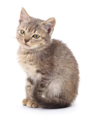 Obraz premium Kitten on white background.