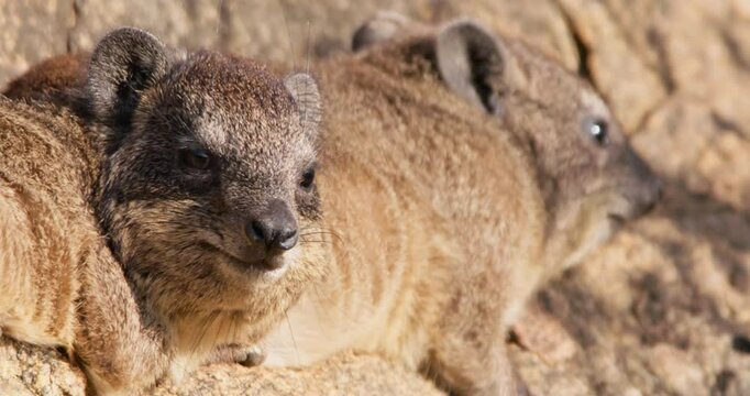 Close up of pair of rock hyraxes (Procavia capensis) faces sunbathing on a rock outcrop in morning in Kenya