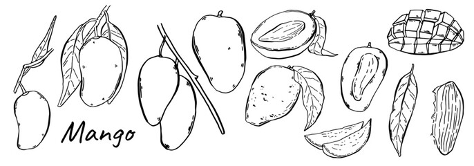 Mango fruits for label and design. Set branches with ripe mangoes. Hand drawn elegant tropical compositions in sketch style. Vector illustration