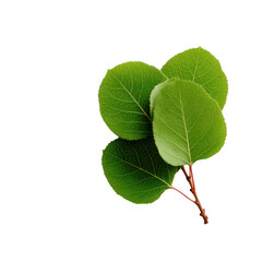 Obraz premium Fresh, vibrant green leaves isolated on a white background, perfect for natural-themed designs and illustrations.