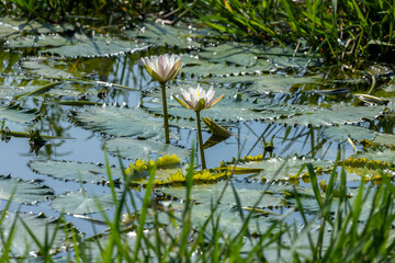 White lotus flowers are blooming in the water of the beel. The national flower of Bangladesh is the white lotus flower (water Lily)