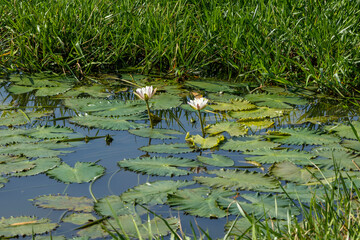 White lotus flowers are blooming in the water of the beel. The national flower of Bangladesh is the white lotus flower (water Lily)