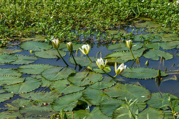 White lotus flowers are blooming in the water of the beel. The national flower of Bangladesh is the white lotus flower (water Lily)
