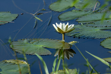 White lotus flowers are blooming in the water of the beel. The national flower of Bangladesh is the white lotus flower (water Lily)