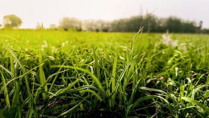 Fototapeta premium green grass in the morning