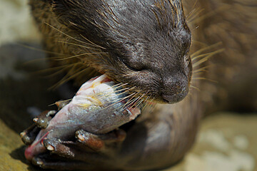 Close up beaver or otter eat fish