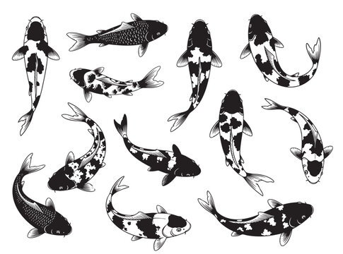 Collection of koi fish illustrations in various swimming poses. Traditional Japanese style, perfect for tattoo art and design elements. Pet.
