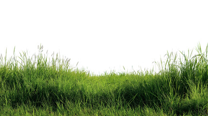 Fototapeta premium Lush green grass border isolated on white background