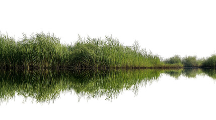 Lush green reeds reflected in the serene water isolated on white background