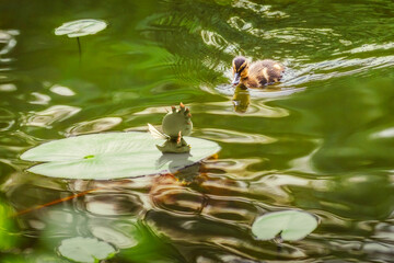 Ein kleines Entlein schwimmt in einem gr&uuml;nen Teich beim Kloster Loccum auf ein Seerosenblatt zu auf dem eine kleines Drachenm&auml;dchen sitzt
