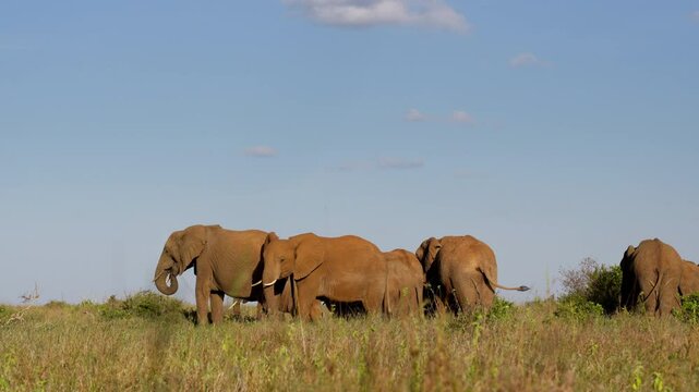 Very wide gimbal parallax of herd of African elephants (Loxodonta africana) grazing in savannah in sunny day with few clouds in Kenya