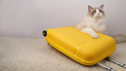 A white ragdoll cat sits under a yellow travel suitcase.