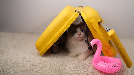A white ragdoll cat sits under a yellow travel suitcase.