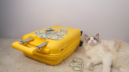 White cat traveler with a yellow suitcase and dollar bills.