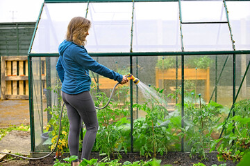 Woman watering tomato plants outside the greenhouse.