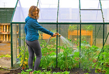 Smiling woman, watering tomato plants outside a greenhouse.