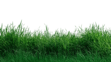 Obraz premium vibrant patch of lush green grass isolated on white background