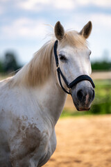 Obraz premium Closeup image of tranquil white horse representing grace, freedom, and strength. Perfect for conceptual themes involving purity, nature, and animal symbolism.