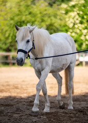 Obraz premium Elegant white horse standing calmly in sunlit paddock on charming countryside farm. Idyllic rural lifestyle scene evoking feelings of peace, simplicity, and harmony with nature.