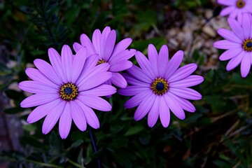 Fototapeta premium Close-up of Cape Marguerite, also known as an African Daisy or Osteospermum.