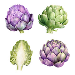 Fototapeta premium Watercolor artichoke vector set. Hand-painted vegetable illustrations. 