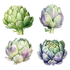 Watercolor artichoke vector set. Hand-painted vegetable illustrations. 
