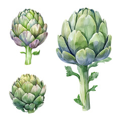 Watercolor artichoke vector set. Hand-painted vegetable illustrations. 