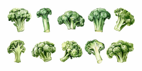 Set of watercolor broccoli illustrations on white background. Vector illustration. 