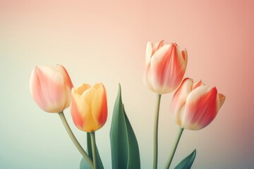 Tulip flowers blossom plant inflorescence.