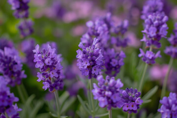 Obraz premium Mystical lavender field at dusk with a dreamlike atmosphere, illuminated by soft sunlight filtering through ethereal clouds.